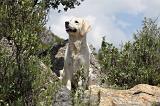 GOLDEN RETRIEVER 747